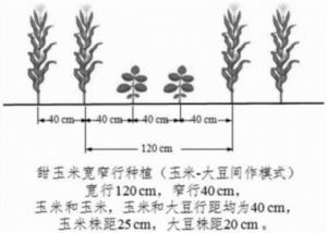 玉米种植中适当的行距和株距是多少？