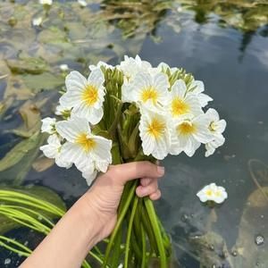 水性杨花菜的营养价值：这种花真的存在吗？