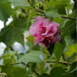 木芙蓉种子 木芙蓉种子图片