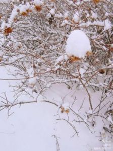 瑞雪兆丰年意思 瑞雪兆丰年的祝福语