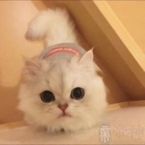 小猫名字可爱洋气 小猫名字大全可爱洋气