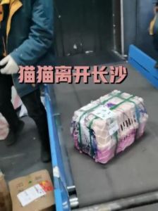  长沙一租客失踪，留下3只猫和手机欠费