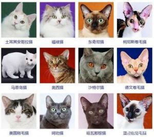 猫界明星：各种猫咪名字盘点