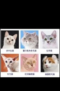 100个超好听的猫咪名字，生动有趣