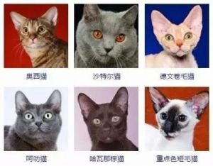 宠物猫咪名字大全：可爱吉祥，萌化你的心