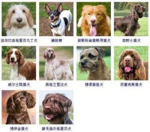 适合家养的小型犬及其名字选择