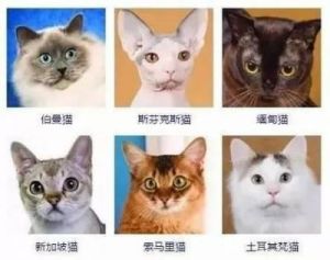 如何为宠物猫取名字？热门名字推荐