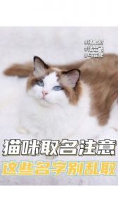 拥有温柔寓意的宠物猫名字大全或者：温柔寓意好的母猫名字大全