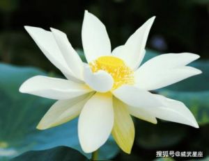 10月15日起，四星座财运亨通，事业腾飞，生活幸福，福星庇佑