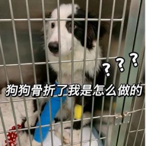 狗狗骨折，主人该怎么做？一文看懂治疗重要性与恢复步骤