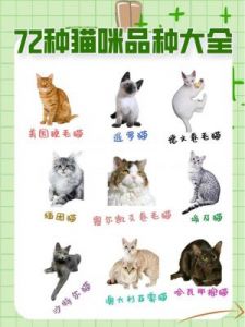 可爱而好听的猫名字大全