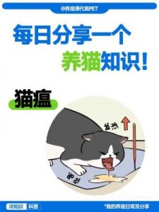 揭秘猫咪细小病：症状全解析与护理技巧