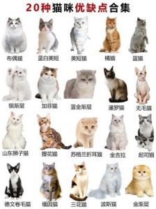 猫咪可爱名字大全：萌宠命名推荐