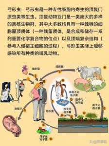 猫咪弓形虫防治指南：预防至治疗，全方位解决方案