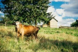 牛生肖的人适合居住于哪类房屋