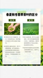 四季茶叶的奥秘：揭秘春茶、夏茶、秋茶与冬茶的独特特点