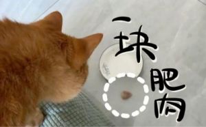 猫按全家人的起床时间蹲点要饭，一个月胖到18斤——这哪是肥肉，是它的努力!