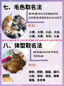 宠物最佳取名：猫咪取名推荐