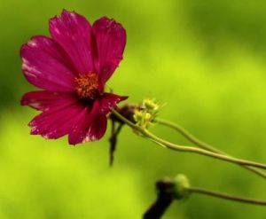 九月二十日起，这些生肖的桃花运势高涨，敢于在爱情路上更勇敢哦