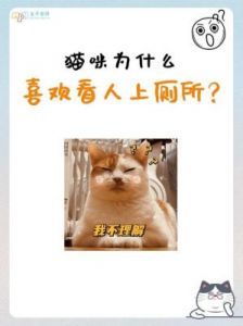 猫咪为何痴迷跟着你上厕所？探究背后原因超乎想象！