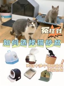 由于遗漏一个猫砂盆，主人差点弃养11年的猫咪！猫砂盆该备几只？