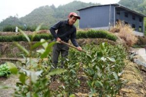 平头镇：秋季白茶管护繁忙