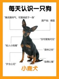 为什么小鹿犬越来越受欢迎？离不开这7个原因