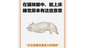 人和猫沟通？铲屎官历经五年修炼掌握“喵语十级”