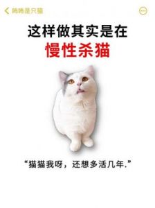 避免这6个行为，别让你的猫咪慢性受害【养猫宝典】