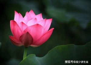 2024年四个生肖桃花运大揭秘，爱情甜蜜来袭