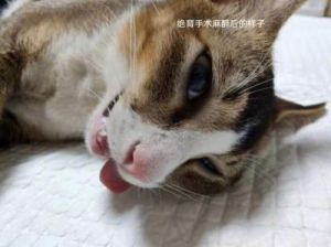 揭秘猫咪绝育后内心世界：信任、依赖与护理秘密