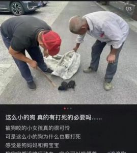 大型犬伤人事件：狗主责任难逃，赔偿结果引发热议