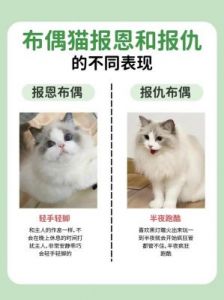 解密布偶猫挑食原因，恢复食欲的小妙招