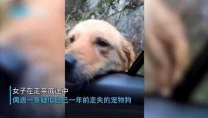 奇迹重聚失散一年金毛犬在岳阳回归主人怀抱