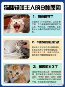 猫咪轻咬的秘密：它在告诉你什么？