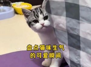 小猫Poncho的情绪反转：旅行归来后的冷漠