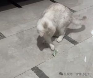 揭秘猫咪的小金库