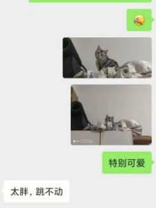 猫咪的温暖守候，期待你的归来