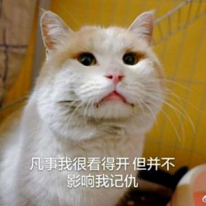 猫咪爱的6种表现，你家猫爱你吗？