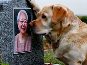 忠犬在雨中守候，感动网友的温暖瞬间