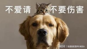 ### 宠物情感大揭秘：猫爱主人还是狗更爱？