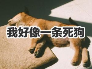 生肖爱情：那些容易付出却常遭失望的女性