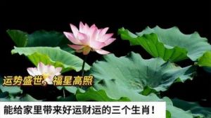 生肖女的财运与和谐：幸福家庭的秘密