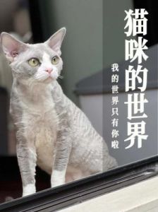 探秘猫咪咕噜声：幸福、健康与情感的桥梁